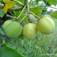 Jatropha curcas L.